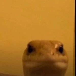 Meet your Posher, Max